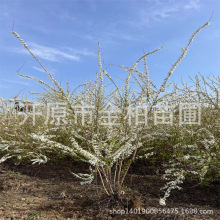 雪柳盆栽花苗丛生珍珠绣线菊大墩鲜切干枝喷雪花盆景树苗耐寒苗木