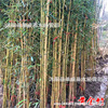 Green seedlings, bamboo seedlings courtyard green landscape bamboo seedling wall plant purple bamboo courtyard bamboo seedlings four seasons evergreen