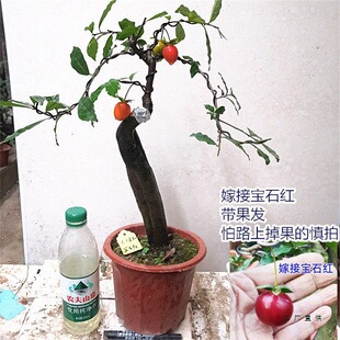 ������c�辰 С�Ϙ����� �^�~ĸ���Y�� �̨ͥԺ����䘶�옶