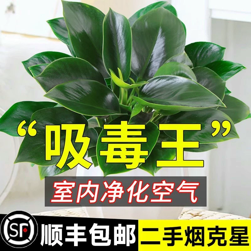 Зеленые растения в горшках с платиновыми бриллиантами, цветы и растения, комнатные цветы, гидропоника, легко кормить суккуленты, гостиная, новый дом, впитывает и удаляет формальдегид.