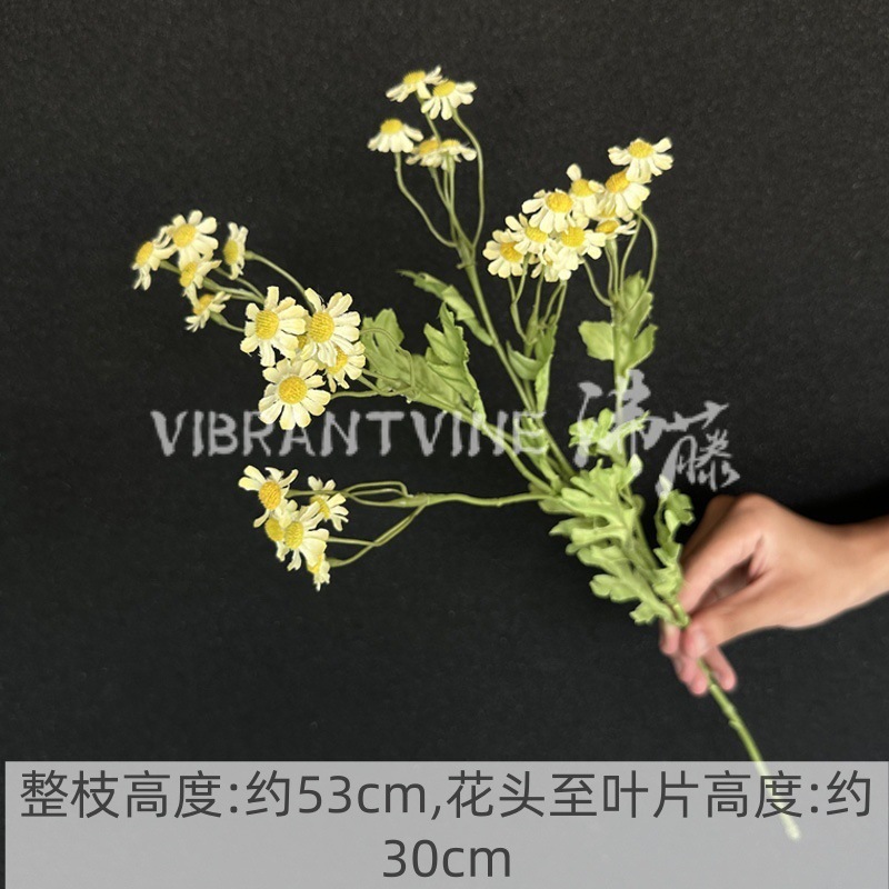 Pale yellow chamomile