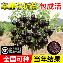 车厘子树苗正宗特大樱桃树苗嫁接果树果苗庭院盆栽名贵南北方种植