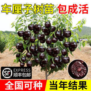 ܇���Ә��������ش���Ҙ���޽ӹ������ͥԺ�������F�ϱ����Nֲ