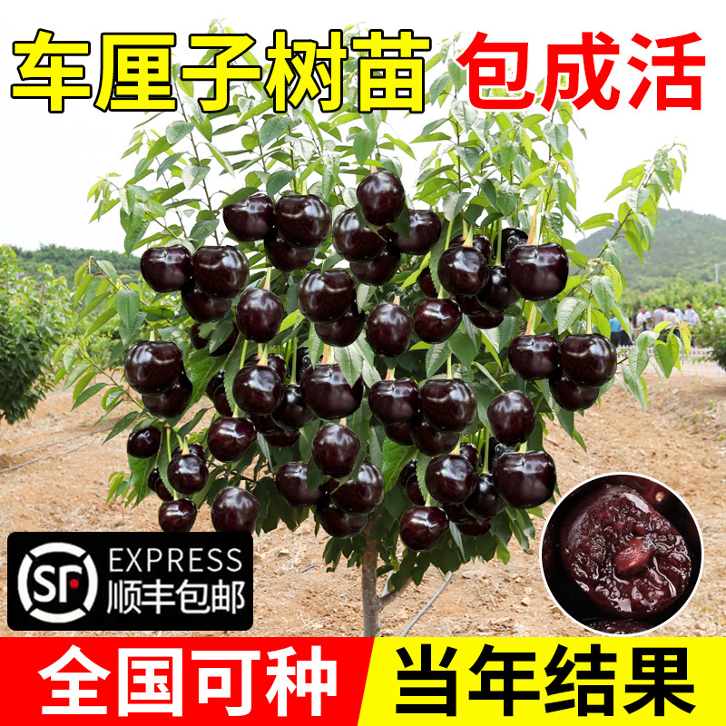 车厘子树苗正宗特大樱桃树苗嫁接果树果苗庭院盆栽名贵南北方种植