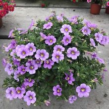 ���fС�ᰫ��ţ���Ԡ�ţ������ͥԺ�̨���ܻ����L�ױ���