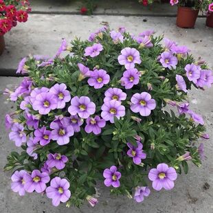 ���fС�ᰫ��ţ���Ԡ�ţ������ͥԺ�̨���ܻ����L�ױ���