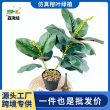 �羳�������ֲ����Ҷ����ֲ���� ԰���쾰�Ҿ�����װ�� ��Ƥ����