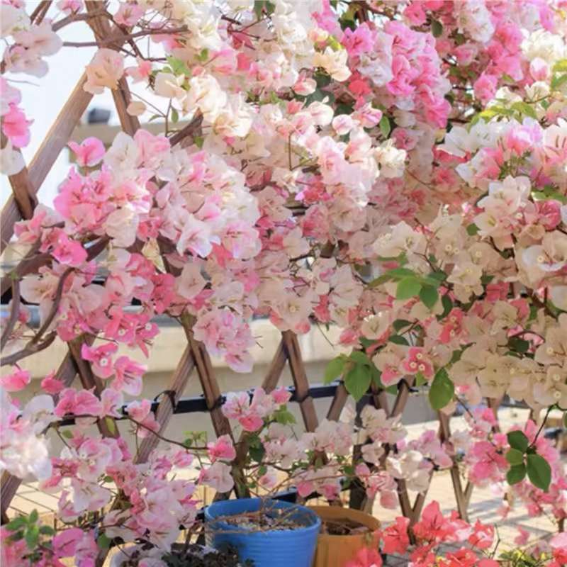 Ciruela triangular planta en maceta nueva variedad de flores de flores de rosa balcón patio aire purificado cuatro estaciones flores bonsai