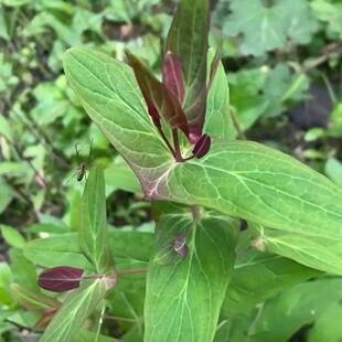 ҰɽԪ���� ���²ݴ��ļ��Ų݌�������؛��Ʒ�ж���؛��؛