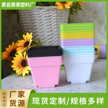 大彩方 10*10多彩多肉塑料花盆 全新料彩色花盆幻彩环保
