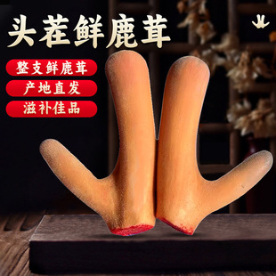 背滤鱼缸