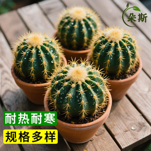 ��Ʒ���������҃������k��������Gֲ������������ļ����໨��