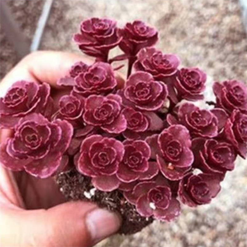 厂家批发小球玫瑰多肉植物龙血景天易爆盆肉肉盆栽绿植草本多 种苗花卉网