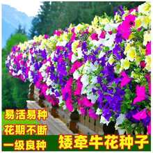 ���羳��؛���M�ڴ�������ţ���N�Ӱ���ţ�N�������׷N�������N��
