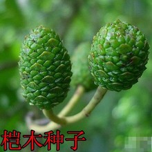 桤木种子水冬瓜树种子批发林木种子新采江南桤木水青风桤蒿种子