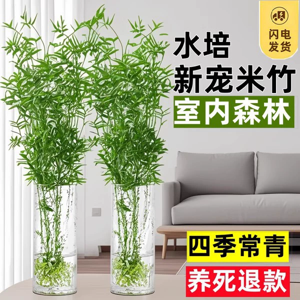 Гидропонный бамбук, комнатный цветок в горшке, бонсай Нандина, бамбук удачи, хвост феникса, бамбуковые саженцы, вечнозеленые зеленые растения для всех сезонов