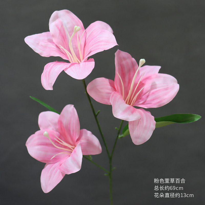 Lirio de hemerocallis rosa