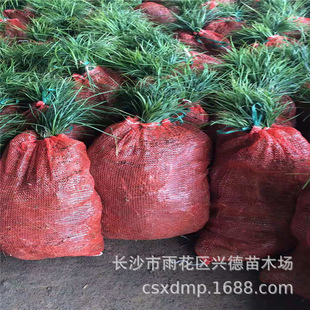 Wholesale Ophiopogon Japonicus, Hunan Small-Leaf Ophiopogon, Large-Leaf and Medium-Leaf Ophiopogon, Cold-Resistant and Shade-Tolerant Evergreen Ground Cover