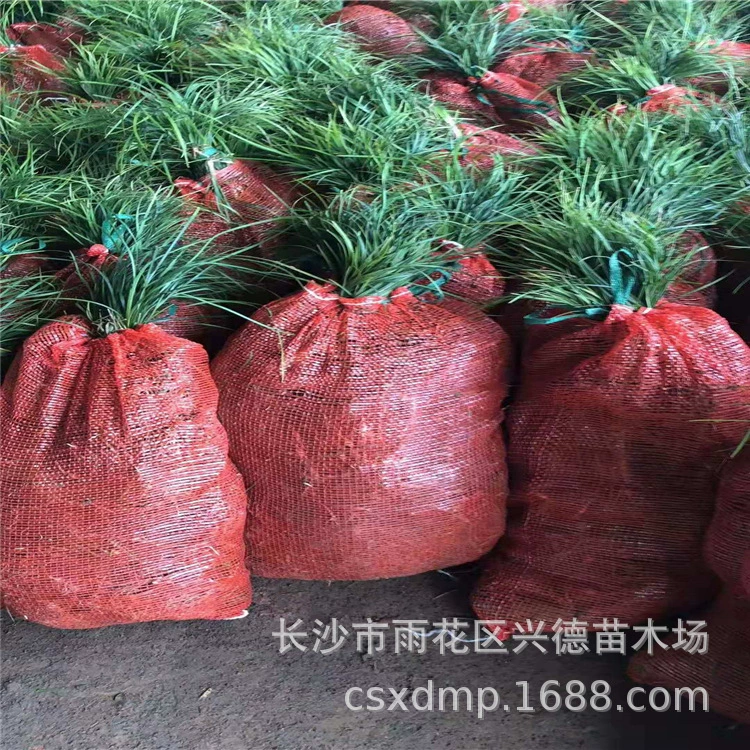 Оптовая продажа Ophiopogon japonicus, малолистный Ophiopogon из Хунани, крупно- и среднелистный Ophiopogon, морозостойкое и теневыносливое вечнозеленое почвопокровное растение.