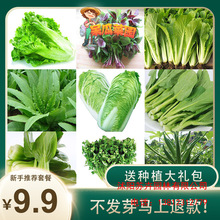 蔬菜种子套餐四季小葱生菜香菜青菜辣椒韭菜绿叶菜种籽阳台盆栽