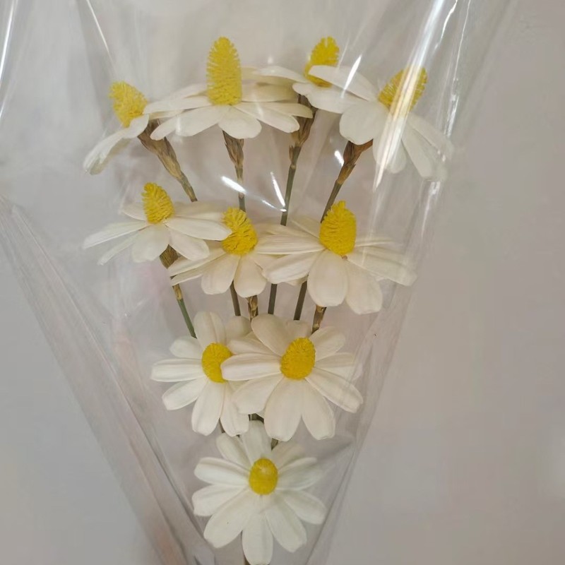 永生瓜子花手工干花DIY材料包瓶插花天然真花拍摄道具INS风植物|undefined