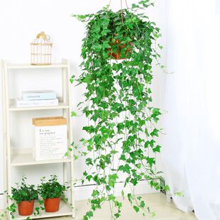 Phnom Penh Ivy Potted Plant Indoor Hanging Spider Orchid Hydroponic Absorbs Formaldehyde All Year Round Evergreen Leaf Evergreen Ivy Green Plant