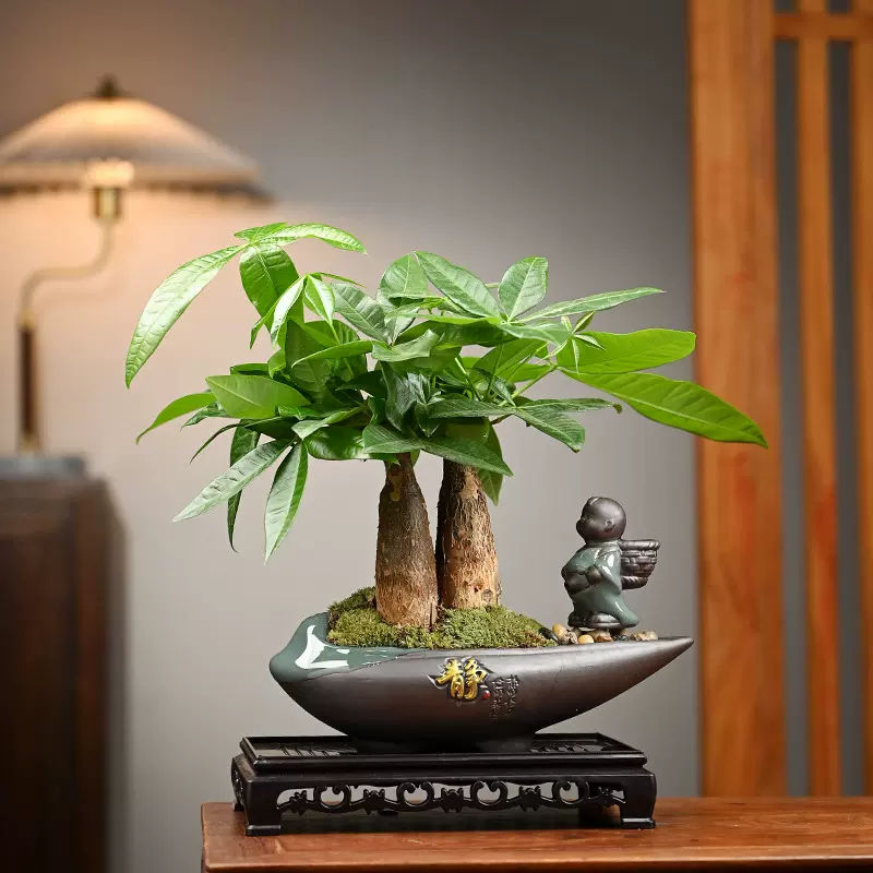 发财树米竹盆栽绿植花卉盆景组吸甲醛室内桌面好养净化空气创意