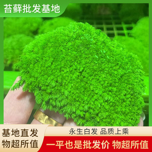 Everlasting White Hair C Goods Boxed Simulated White Hair Moss Indoor Green Plant Decoration Products Moss Organic Turf Wholesale