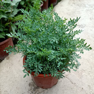 ܿ��ݷN�ӳ����ҾG����ˮʳ��ֲ��������С������̨���ԷN��