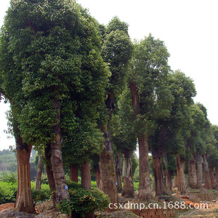 Wholesale Camphor Trees Hunan Camphor Tree Base 3-5-10-12-15- 30-80cm Camphor Greening Camphor