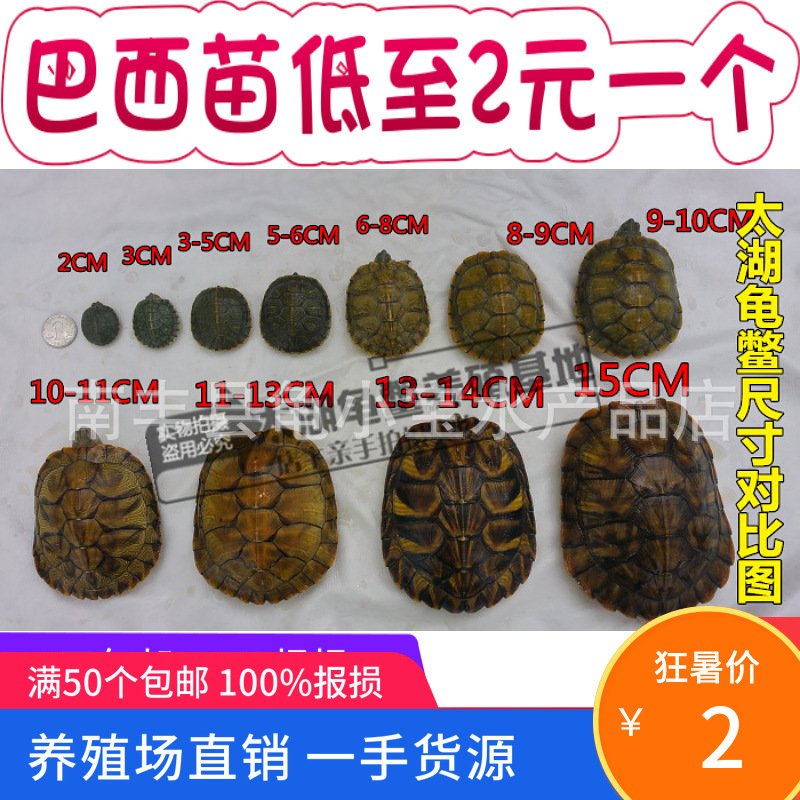Large and small full-size Outer Pond Colorful Brazilian Tortoise Color Tortoise Release Small Turtle Seedlings Ornamental Tortoise Grass Tortoise Wholesale