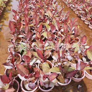 Rainbow Beauty Focus Water Body Greening Wetland Greening Baijia Gardening Height 30-50 Mosaic Banana