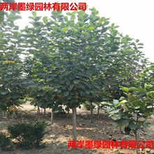 风景树批发 玉兰基地 园林绿化红玉兰 白玉兰  规格齐全 苗圃直供