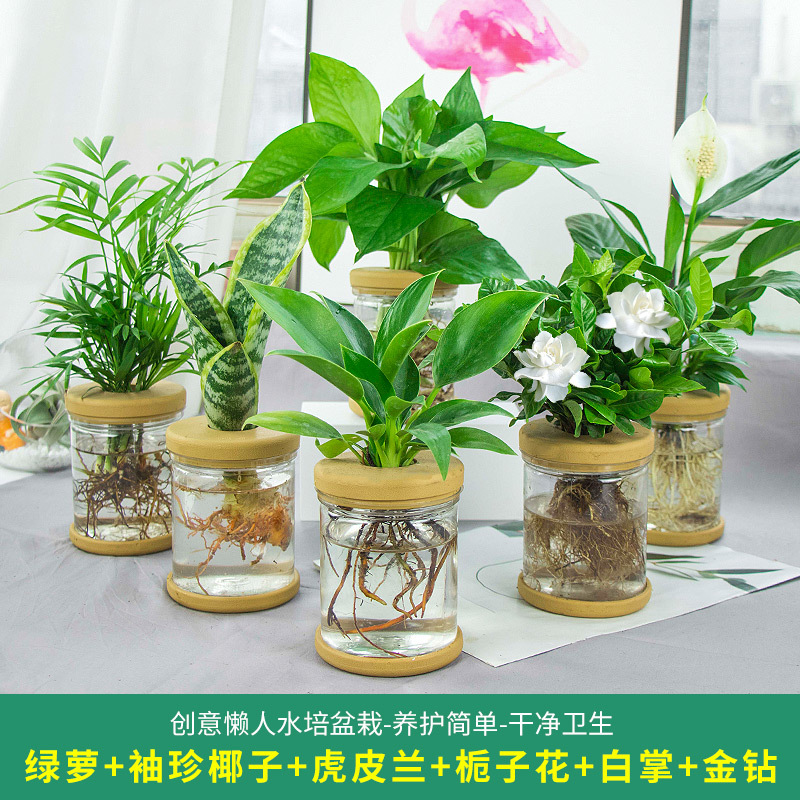 Plantas hidropónicas en maceta de flores de oficina de flores pequeñas plantas verdes en todas las estaciones, fácil de cultivar plantas en maceta de agua suculenta.