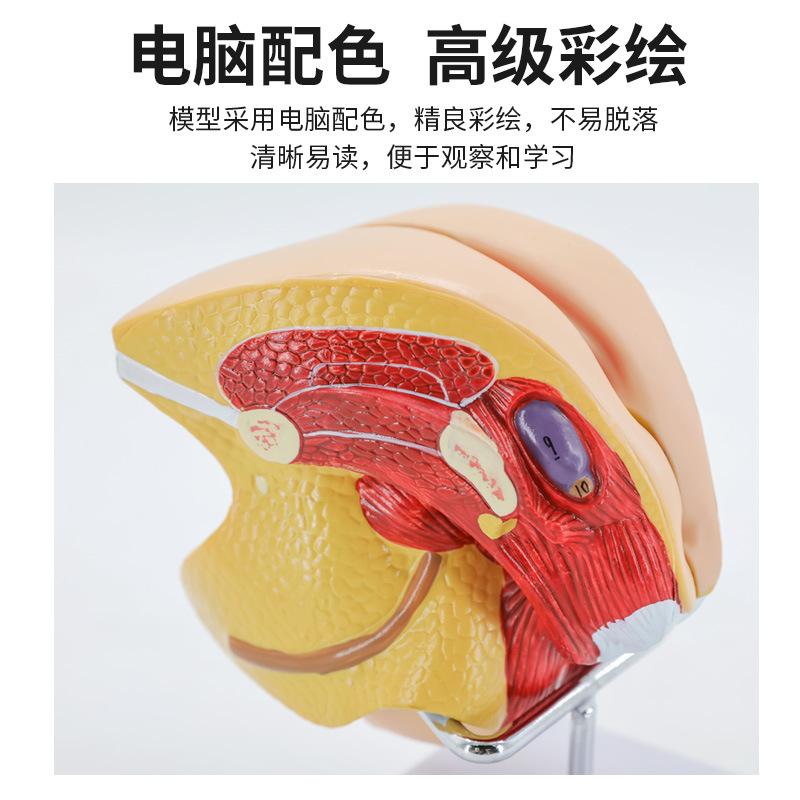 ����������ֳ����ģ�� ��̬������ֳ����ģ�� غ��ģ�� ����ģ��