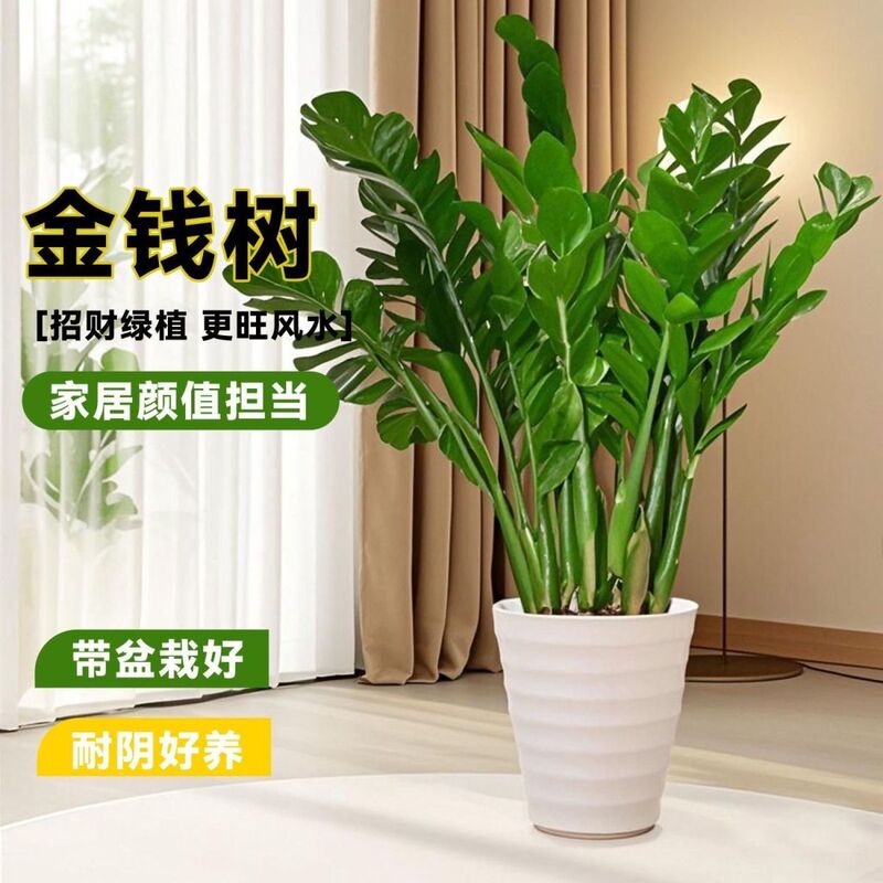 Money Tree Potted Plant, Money Tree Green Plant, Air Purifying Flower, Indoor Green Plant, Living Room, Office Desktop Bonsai