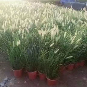 Декоративная трава-Pennisetum Bunny Leaf-наблюдение в горшке Groundplant Сад Пейзаж Зеленое растение