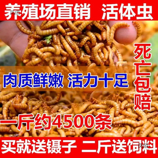 ����x���w �S���x���x �W�^�~ �����~ ���� ��ü�Bʯ����ϰ��]