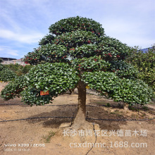批发无刺构骨造型 湖南金玉满堂桩景红运果形态美 耐寒树