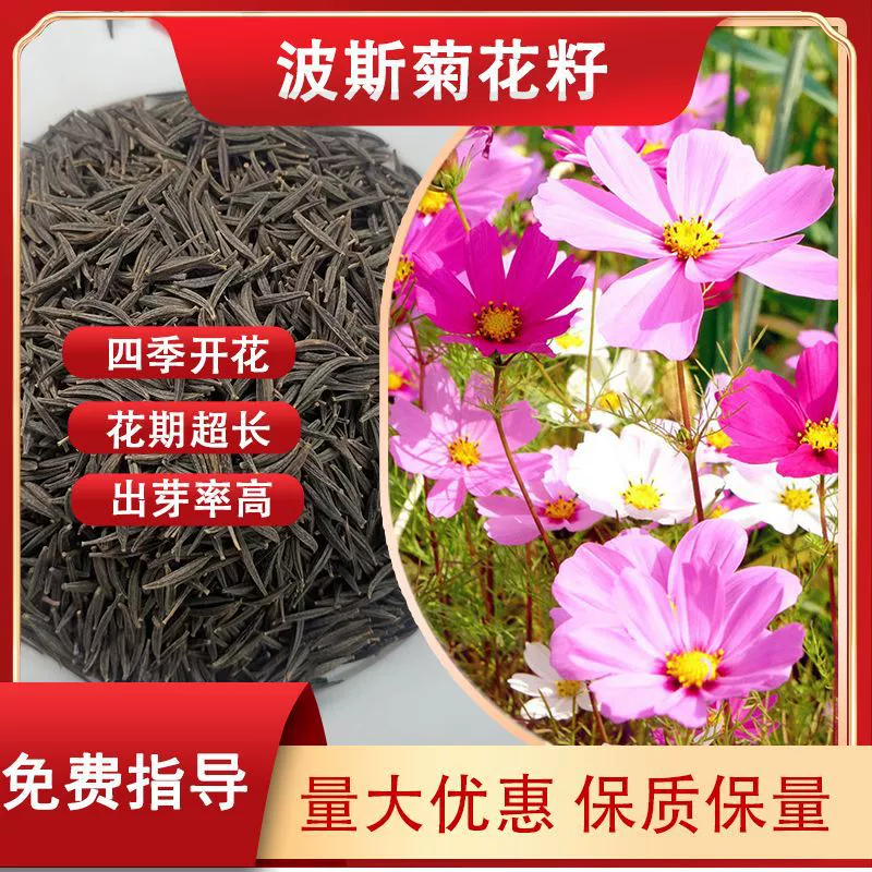 Высокотемпературные и засухоустойчивые семена цветов космоса, семена цветов Gesang, комбинация однолетних и двухлетних цветов для улицы, смешанных цветов, полевых цветов