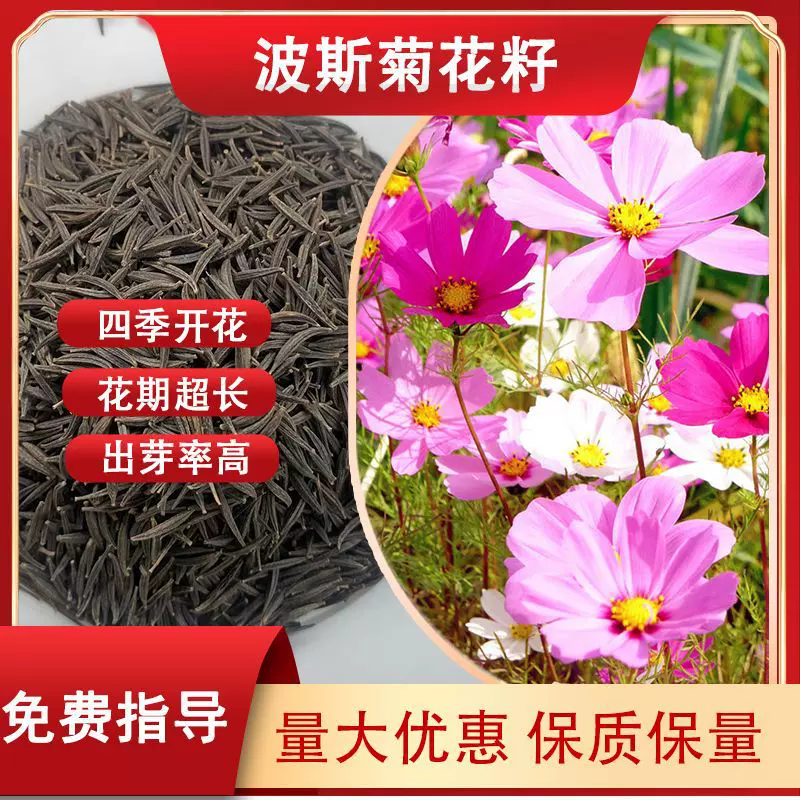 耐旱波斯菊花种格桑花花种室外混色一二年生花卉野花组合易种植