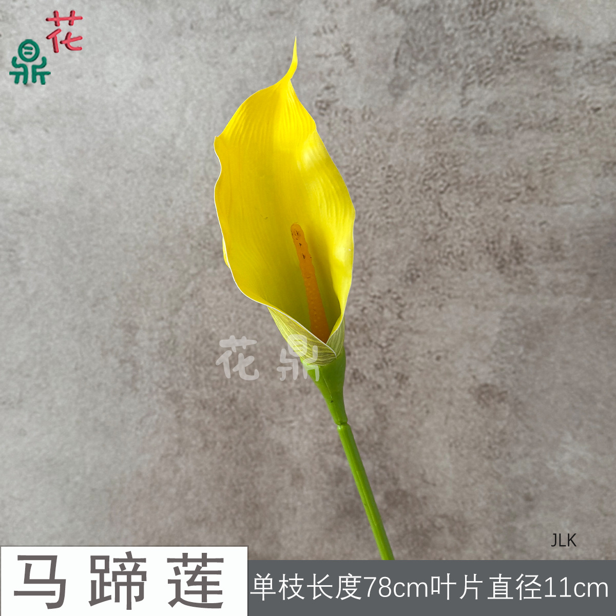 Calla Lily JLK 6# Vàng