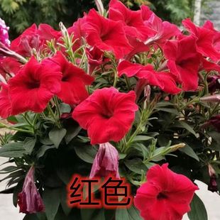 ����ţ�ΰ껨��С���ļ�������B�׻��ױ����̨ͥԺ�������ԾGֲ