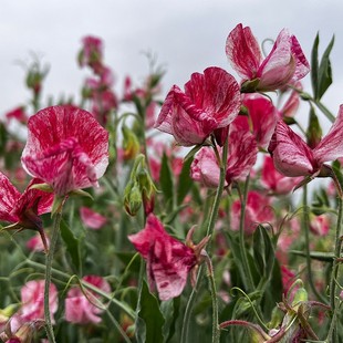 Sweet Pea Spring Flower Seeds Are Easy to Grow in All Seasons, Outdoor Courtyard Balcony Landscape Flower Sea Flower Pea Easy-To-Live Flower Seeds
