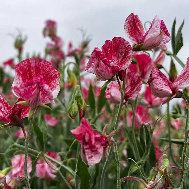 香豌豆春季花种子四季易种室外庭院阳台景观花海花豌豆易活花种籽