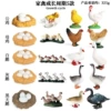5 sets of poultry growth cycle
