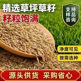 种子;草种子;盆栽