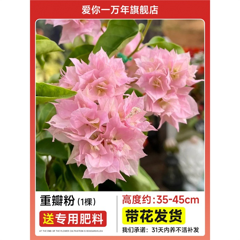 부겐빌레아 : 더블 핑크 모종 [꽃과 함께 배송] + 비료