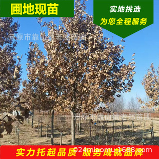 ���l�ɹř����䅲���|�|�����~���ľ���^��·�@�־G���쾰ͥ�a��