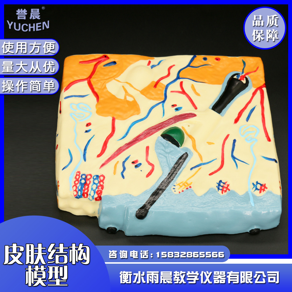 33215皮肤结构模型生物教具专业教学仪器实验室器材用具量大从优